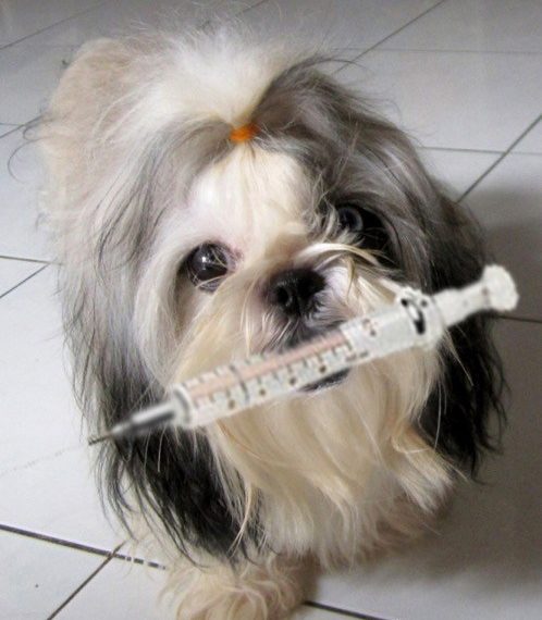 Dog Vaccine