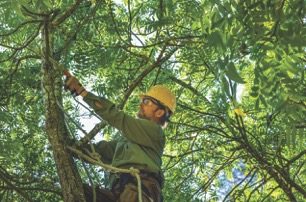 How Tree Services Can Protect Your Property