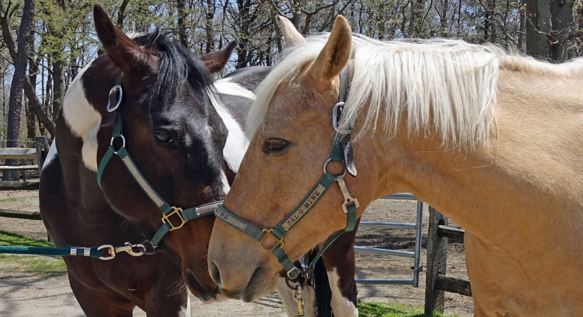 Pal-O-Mine Equestrian Holding Cultivation Breakfast and Lunch