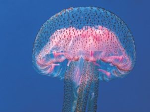 Beware Of Jellyfish This Summer