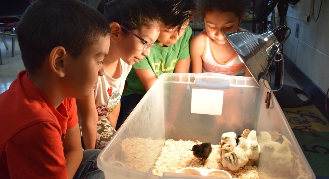 Nature Knowledge Hatches at Northwest