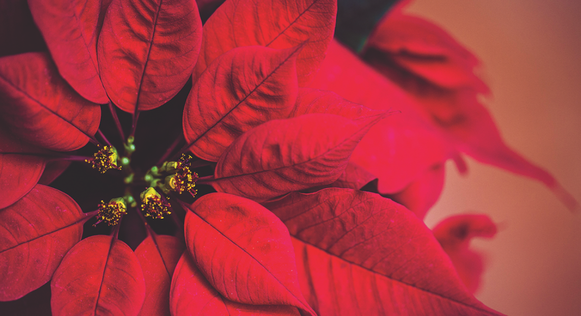 Help Make Your Poinsettias Last Longer