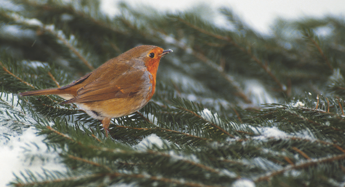 How To Care For Wild Birds This Winter