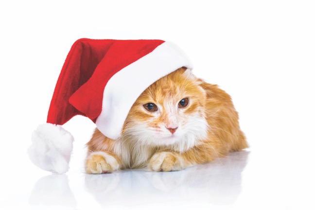 It’s “Home for the Holidays” in December at the  Brookhaven Animal Shelter and Adoption Center