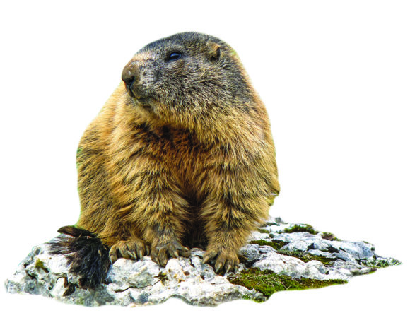 Groundhog Day Fun and Facts
