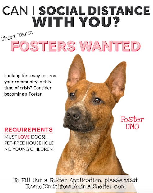 Smithtown Animal Shelter is Looking for Short Term Foster Homes for Dogs and Cats During the COVID-19 Pandemic