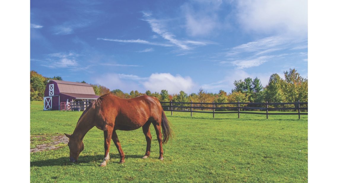 Long Island Equine Trail &#038; Neptune Feed &#038; Saddlery Announces Long Island Drive-Thru Farm Animal Tour With Spirit’s Promise Equine Rescue