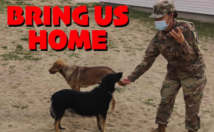 Army Sergeant Seeks Help to Bring Two Rescue Dogs Back to America