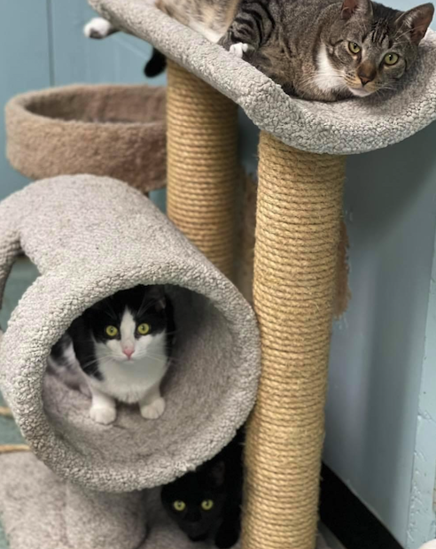 Smithtown Animal Shelter&#8217;s Pets of the Week!