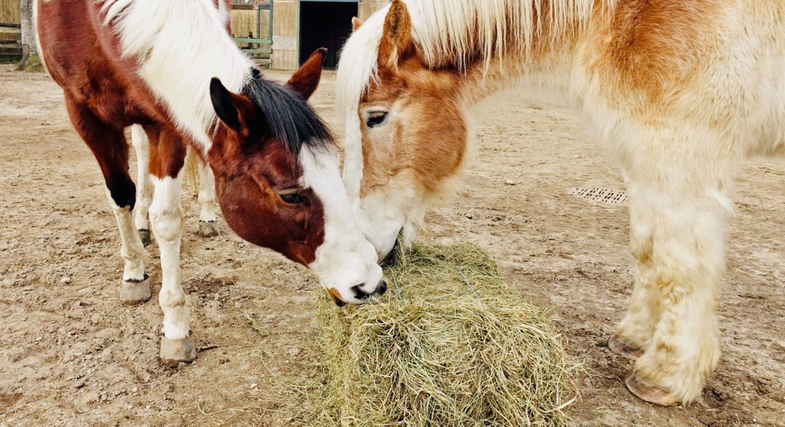 Pal-O-Mine Equestrian, Inc. Ask Long Islanders to Help Raise $6,000 to Feed Its Herd