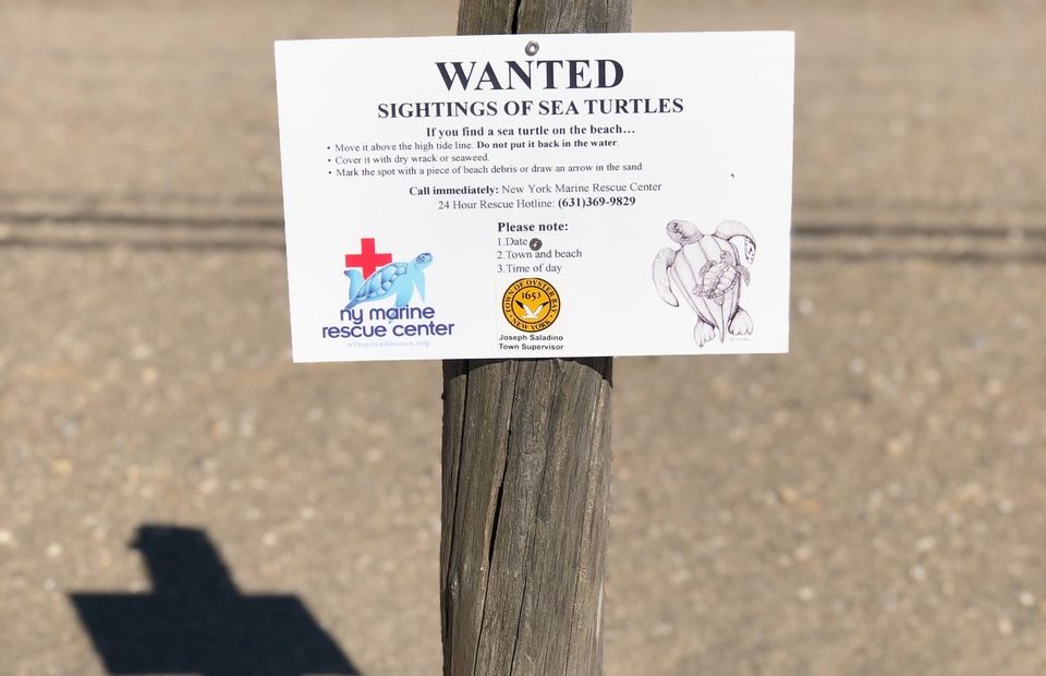 Councilman Labriola Cautions Residents to be on Lookout for Cold Stun Turtles