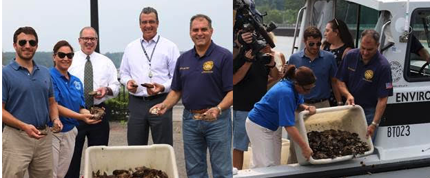 Town Plants Thousands of Oysters Originally Headed For Dinner Plates in Oyster Bay Harbor