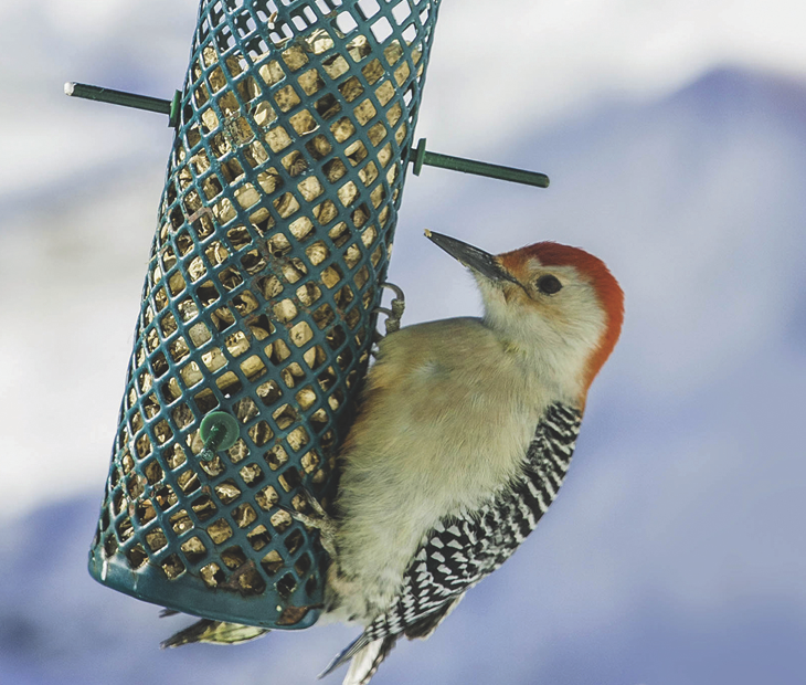 How To Care For Winter Birds That Visit Your Yard
