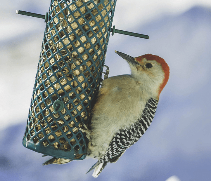 How To Care For Winter Birds That Visit Your Yard