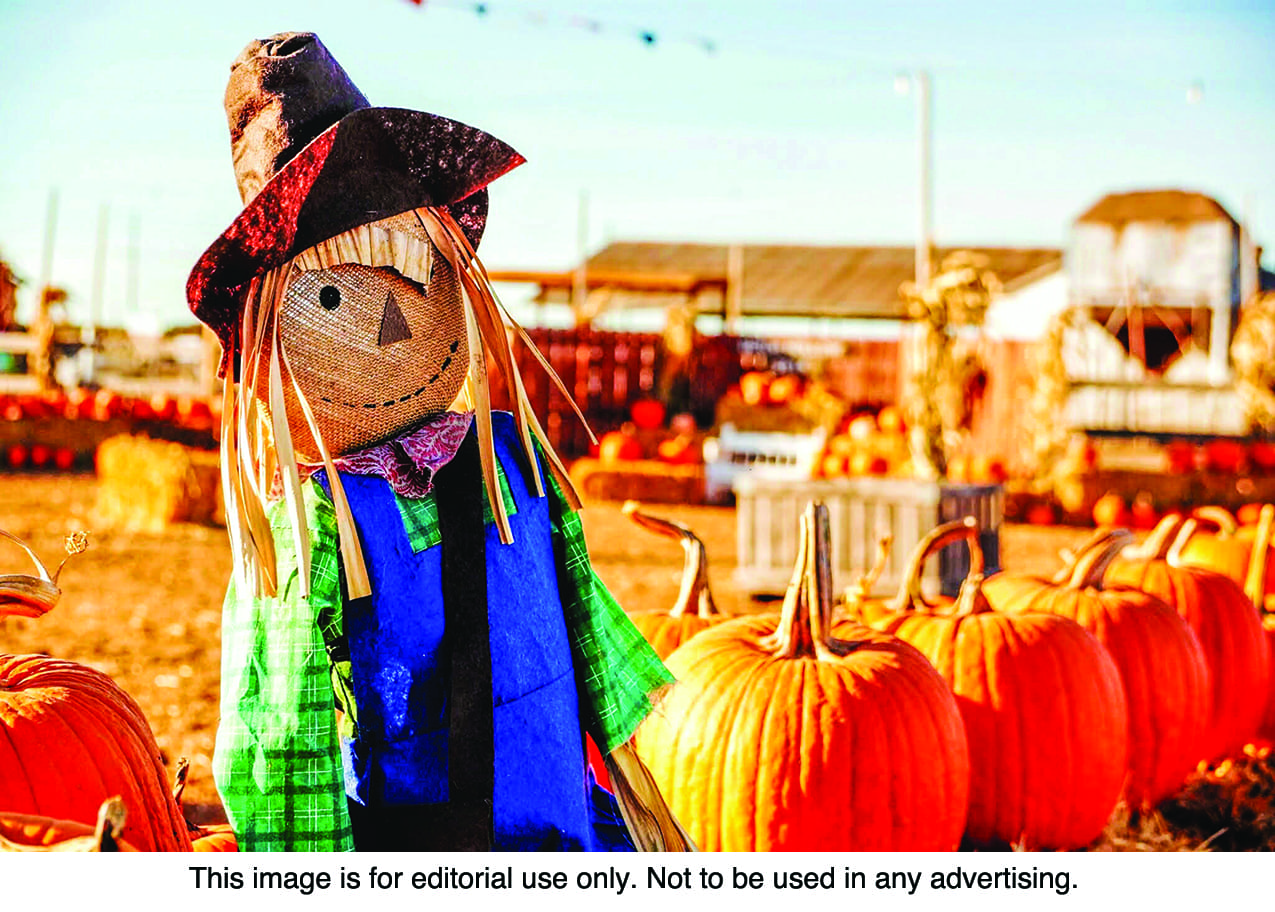 8 Sights To See At Fall Harvest Festivals Long Island Media Group