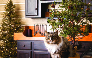 How To Pet Proof Your Home When Decking The Halls
