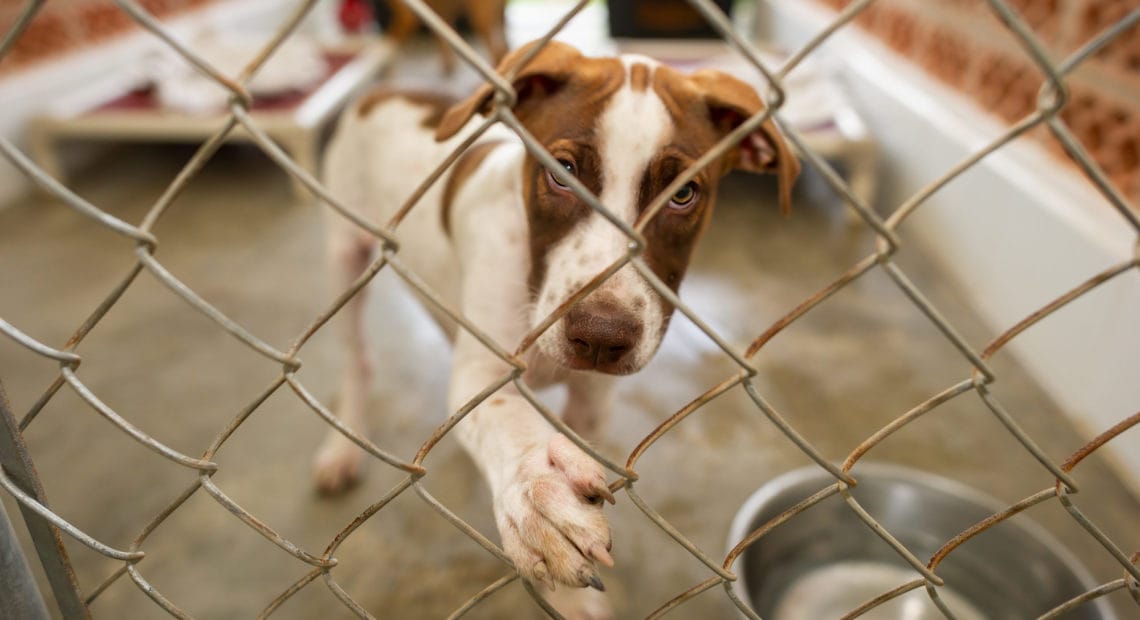 Governor Hochul Announces $7.6 Million Available To Support Improvements To Animal Shelters