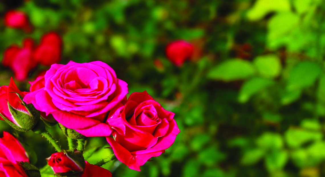 Why Roses Are Such A Must-Have On Valentine&#8217;s Day