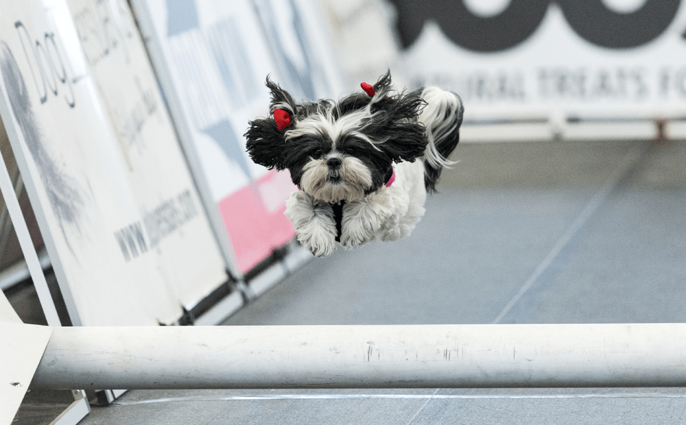 The Long Island Pet Expo Returns March 4-5, 2023