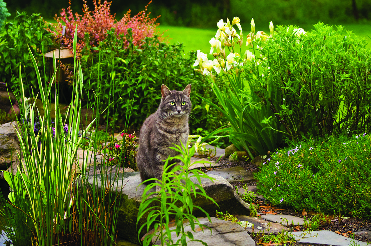 the-danger-of-letting-cats-roam-outdoors-long-island-media-group