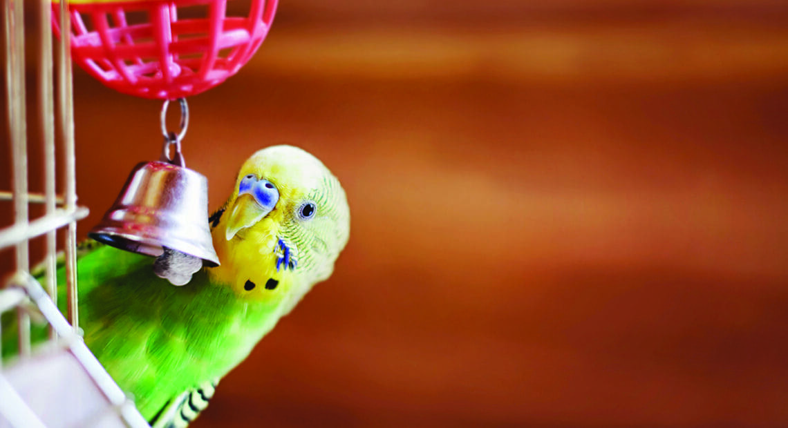 What To Know About Having A Bird As A Pet