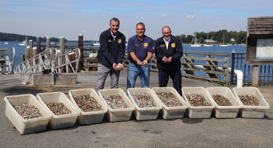Town Seeds Oyster Bay Harbor With 12 Million Bay Oyster And Clam Seeds