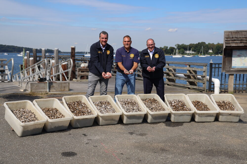 Town Seeds Oyster Bay Harbor With 12 Million Bay Oyster And Clam Seeds