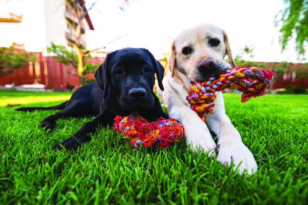 Tips To Introduce A New Dog To Your Other Dog
