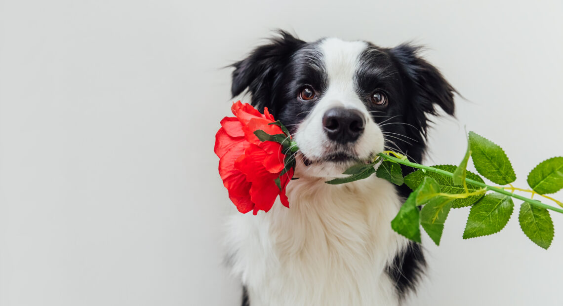 Valentine&#8217;s Day Gift Ideas For Animal Lovers