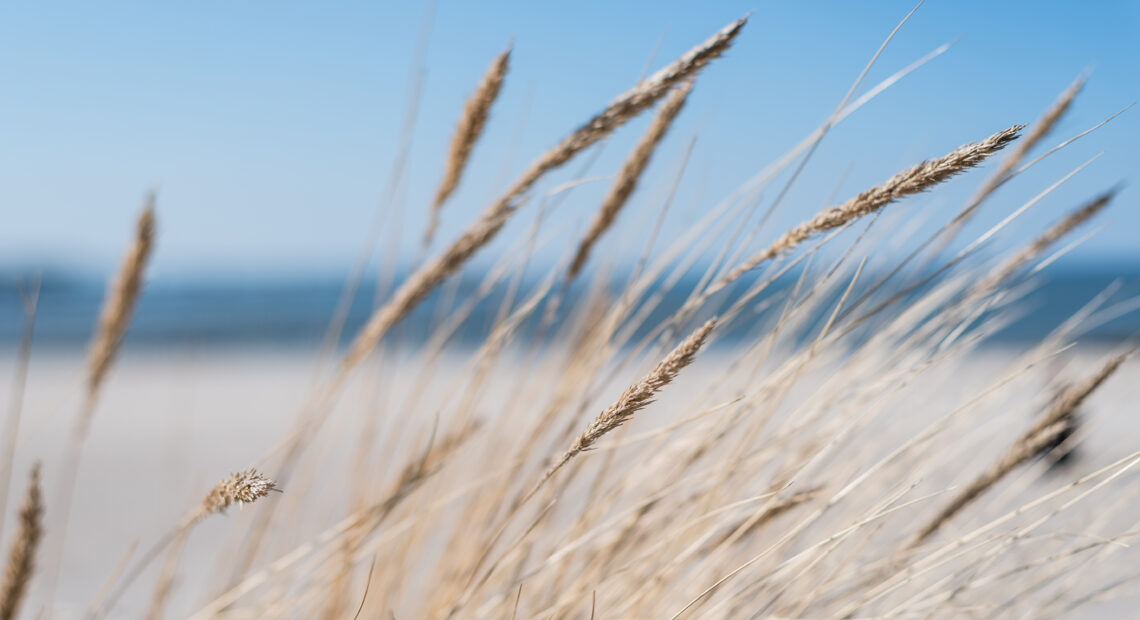 Volunteers Wanted For Dune Grass Planting Day At TOBAY Beach