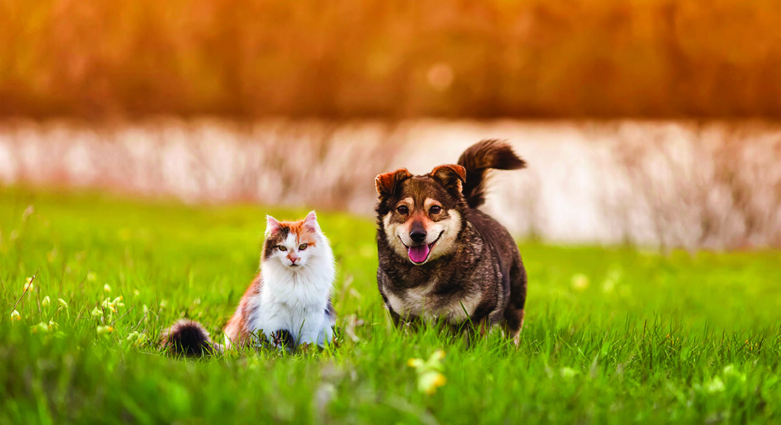 Maintaining A Lawn Routinely Roamed By Pets