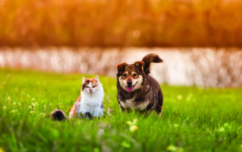 Maintaining A Lawn Routinely Roamed By Pets