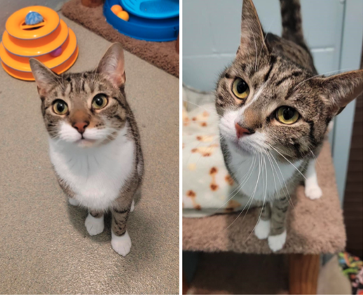 Meet The Smithtown Animal Shelter’s Pets Of The Week, Hocus and Pocus!