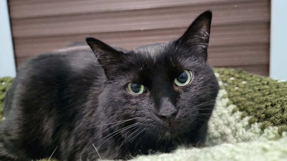 Meet The Smithtown Animal Shelter’s Pet Of The Week, Midnight! - Long 