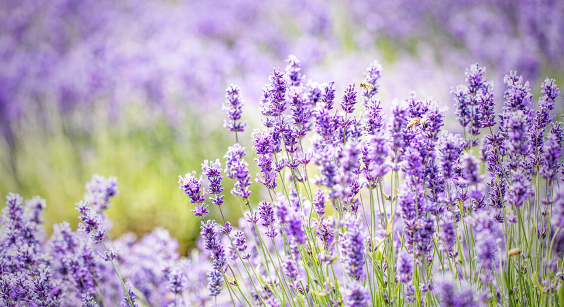 Lavender Festival At Hoshyla Farms Promises Weekend Of Scent-sational Fun