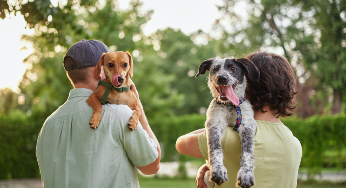 Free Animal Adoption Month this September at Town Animal Shelter