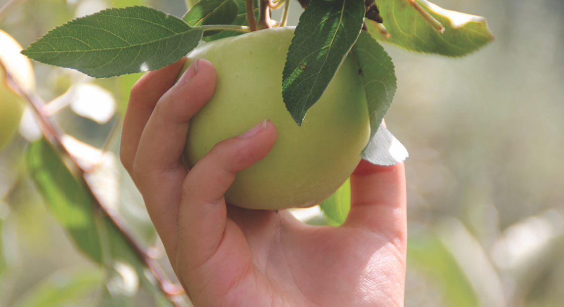 Fall Harvest Fruits And Vegetables