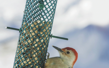 How To Care For Winter Birds That Visit Your Yard