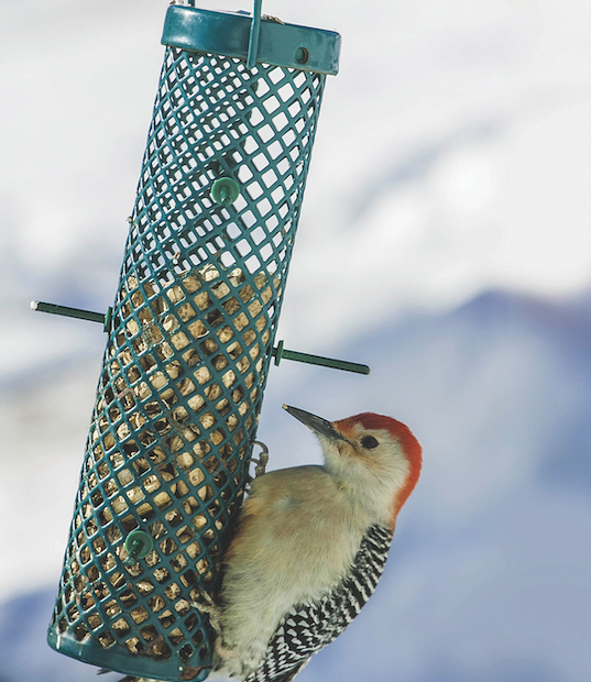 How To Care For Winter Birds That Visit Your Yard