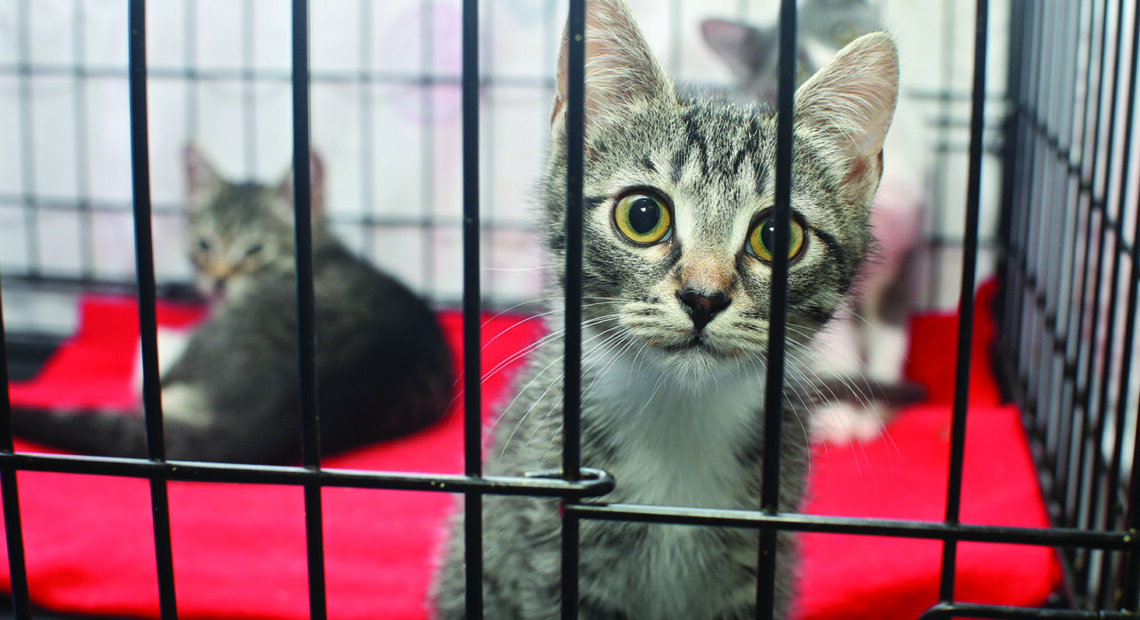 Free Animal Adoption Month At Town Animal Shelter