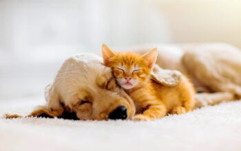 April 30th Is National Adopt A Shelter Pet Day