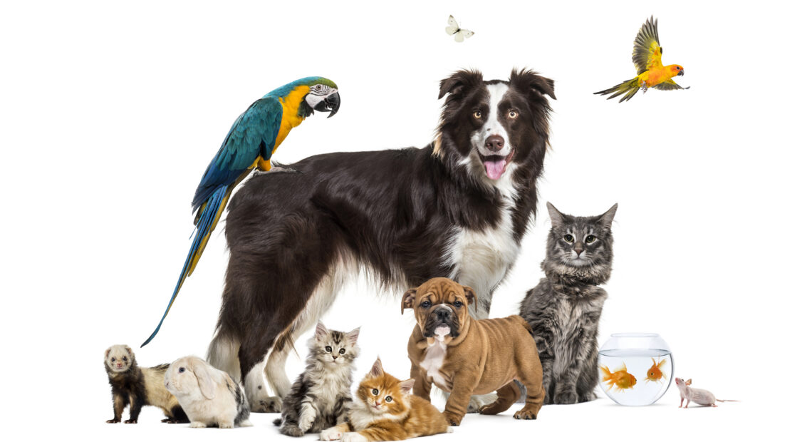 🐾 National Pet Day (April 11)