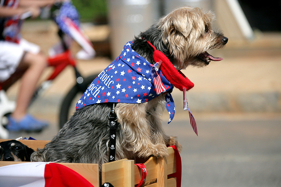 Prepare Pets For Fourth Of July Festivities