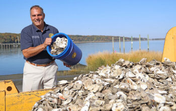 Town Seeks Volunteers To Assist In Shell Recycling At Oyster Festival