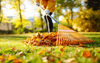 A Guide To Fall Lawn Care