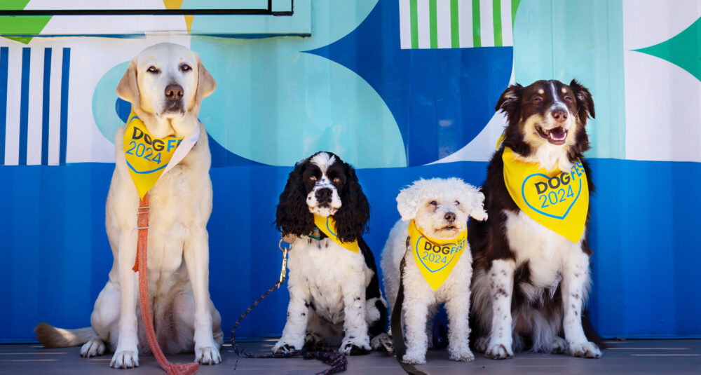 DogFest Long Island To Benefit Canine Companions