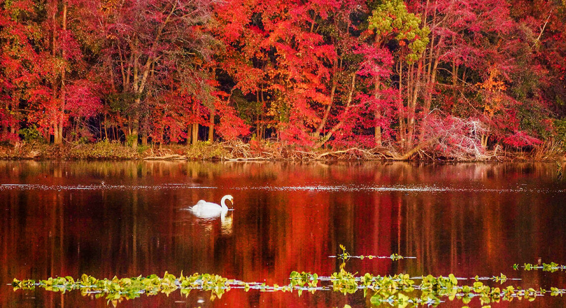 Making Fall Foliage Trips More Enjoyable
