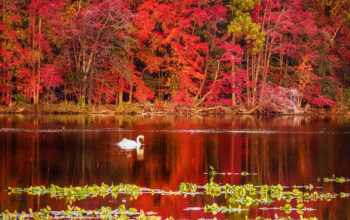 Making Fall Foliage Trips More Enjoyable
