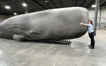 Meet &ldquo;Physty,&rdquo; The Whaling Museum&rsquo;s Traveling Whale