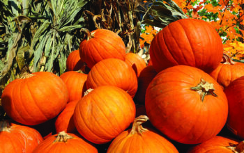 Interesting Facts About Pumpkins
